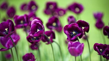 Purple Tulip Dreams in Spring Blossom wallpaper