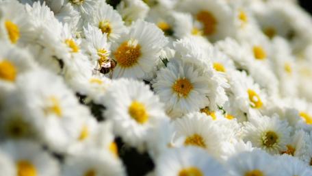 Golden Heart Blossoms in Bloom wallpaper