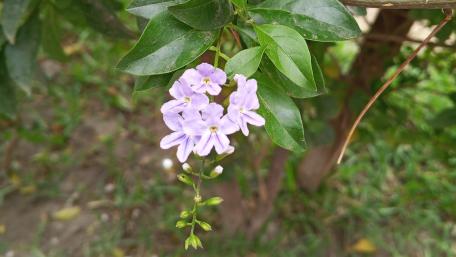 Delicate Purple Blooms Among Lush Greenery wallpaper