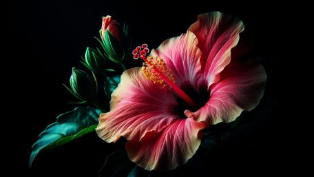 Hibiscus flower - close-up wallpaper