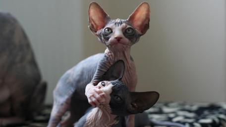 Sphynx Cat Companions in High Definition wallpaper