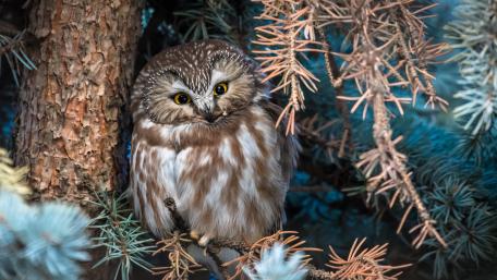 Enchanted Boreal Owl in a Winter Wonderland wallpaper