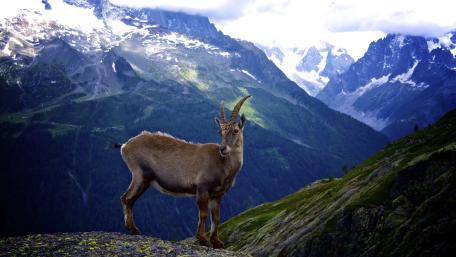 Majestic Mountain Goat in Alpine Scenery wallpaper