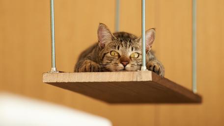 Cat's Cozy Perch on a Swinging Shelf wallpaper