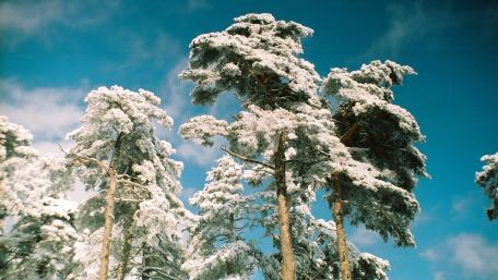 Winter Majesty in Evergreen Glory wallpaper