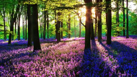 Forest Harmony with Blossoming Flower Carpet wallpaper