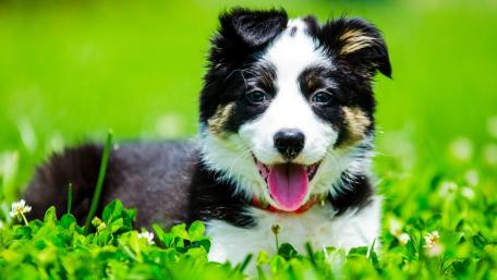 Border Collie Puppy in Lush Green Field wallpaper