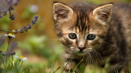 Adorable Kitten Exploring the Garden wallpaper