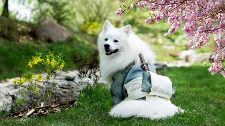 White Spitz in Spring Blossom Garden wallpaper
