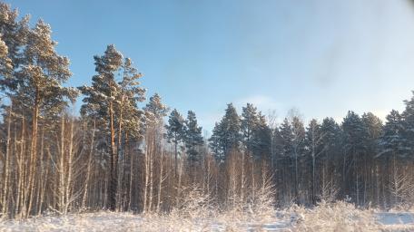 Winter Forest wallpaper