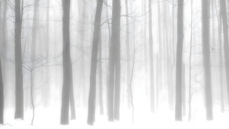 Enchanted Winter Woods wallpaper