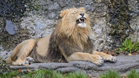 Majestic Roar of the King of the Jungle wallpaper