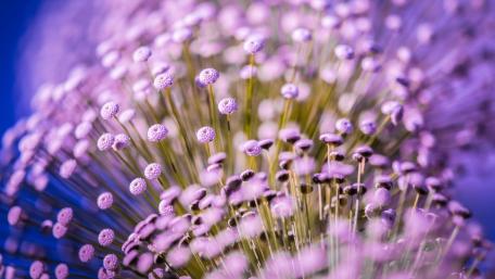 Purple Flower Dreamscape in Macro wallpaper