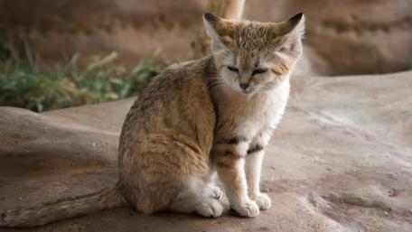 Sand Cat Serenity in Desert Habitat wallpaper