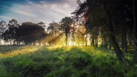 Sunlit Grove Serenity wallpaper