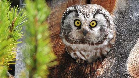 Watchful Owl Amidst Nature's Beauty wallpaper