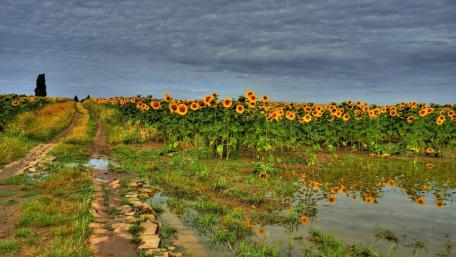 Sunflower Fields in Bloom After Rain wallpaper