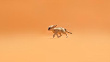 Playful Fennec Fox in Desert Sands wallpaper