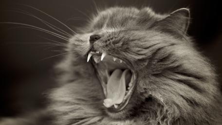 Yawning Feline Elegance in Monochrome wallpaper