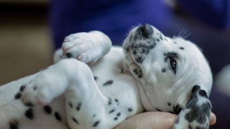 Sweet Slumber of a Dalmatian Puppy wallpaper