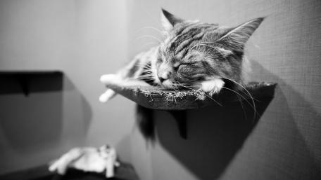 Sleeping Tabby in Monochrome Serenity wallpaper