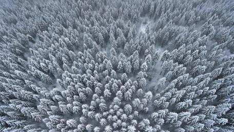 A Symphony in White wallpaper