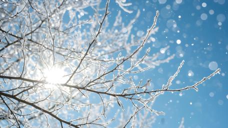 Sunlit Winter Branches in 4K Clarity wallpaper