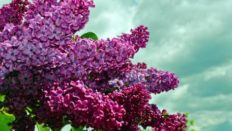 Lilac Blossoms Under a Cloudy Sky wallpaper