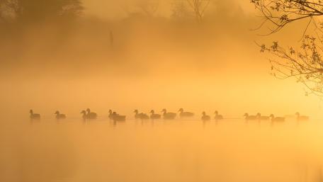 Preparing for Migration wallpaper