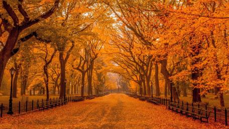 Autumn Serenity in Central Park wallpaper