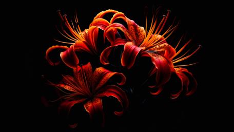 Flame Lily  flowers in a dark background wallpaper