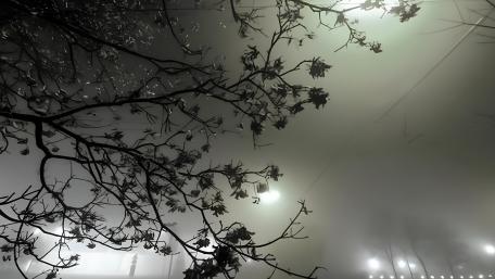 Whispers of the Night Forest wallpaper