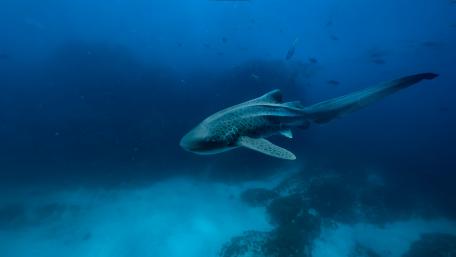 Shark Serenity in Blue Waters wallpaper