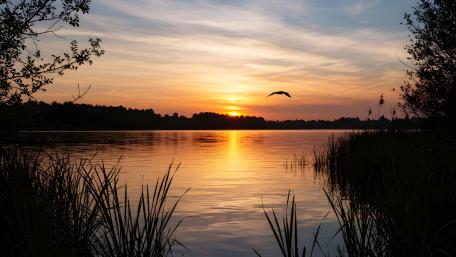 Flight into Dusk: The Serenade of Evening wallpaper