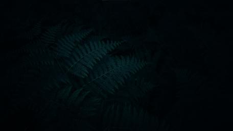 Enchanted Ferns in the Midnight Haze wallpaper
