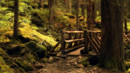 Forest Bridge in Tranquil Woodland Setting wallpaper