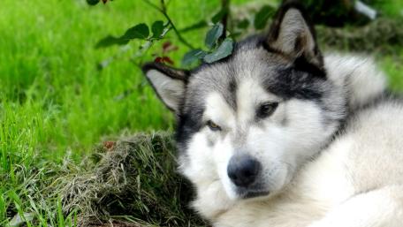 Alaskan Malamute at Rest in Nature wallpaper