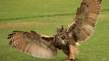 Majestic Uhu Spreading Its Powerful Wings wallpaper