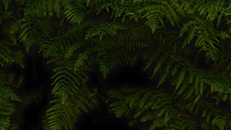 Fern Serenity in Lush Darkness wallpaper