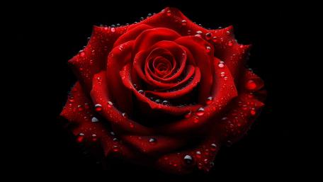 Red rose with water droplets wallpaper