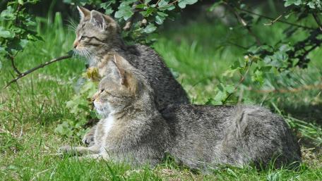 Wildcat Companions in Their Natural Habitat wallpaper