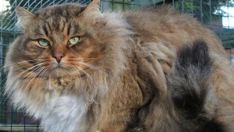 Fluffy Elegance Siberian Cat Beauty wallpaper