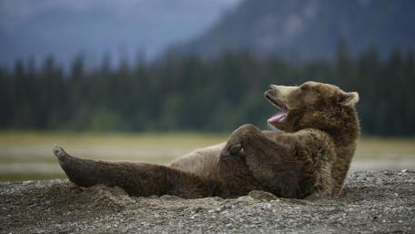 Bear Relaxing in Mountain Wilderness wallpaper