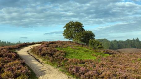 Winding Trail through Serene Hillside Landscape wallpaper