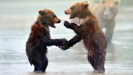 Playful Bear Cubs by the Riverbank wallpaper