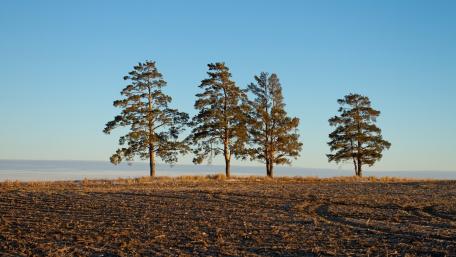 Trees Standing Tall in a Vast Field wallpaper