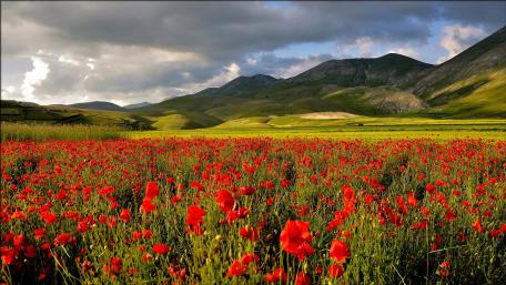 Poppy Horizon Under Majestic Skies wallpaper