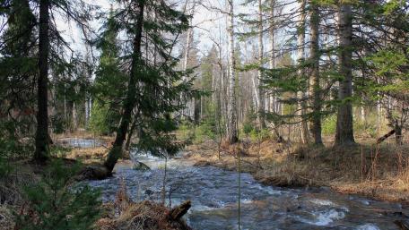 Tranquil Forest River Scene wallpaper