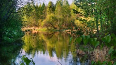 Summer Reflections by the Pond wallpaper