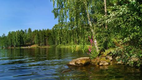 Serene Forest Lake Reflection wallpaper